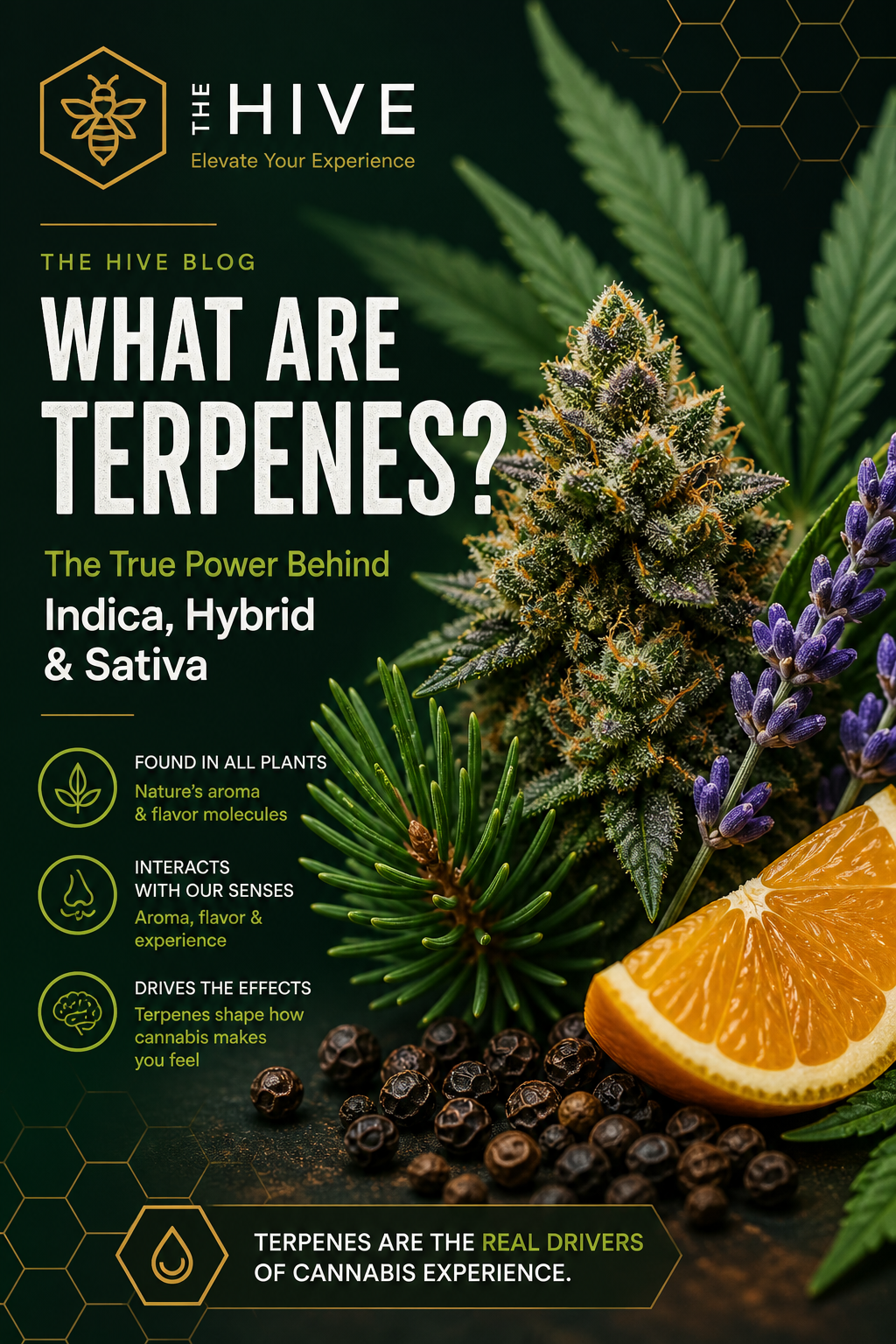 Terpenes- What They Are and How They Affect Us