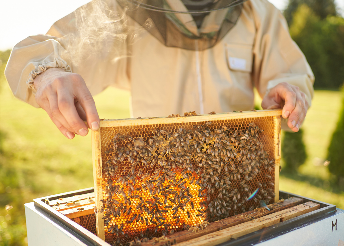 🍯 The Sweet Science & Wellness of Local Honey
