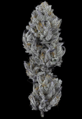Blueberry Breeze Flower (Hybrid)