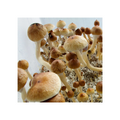 Mushroom spores