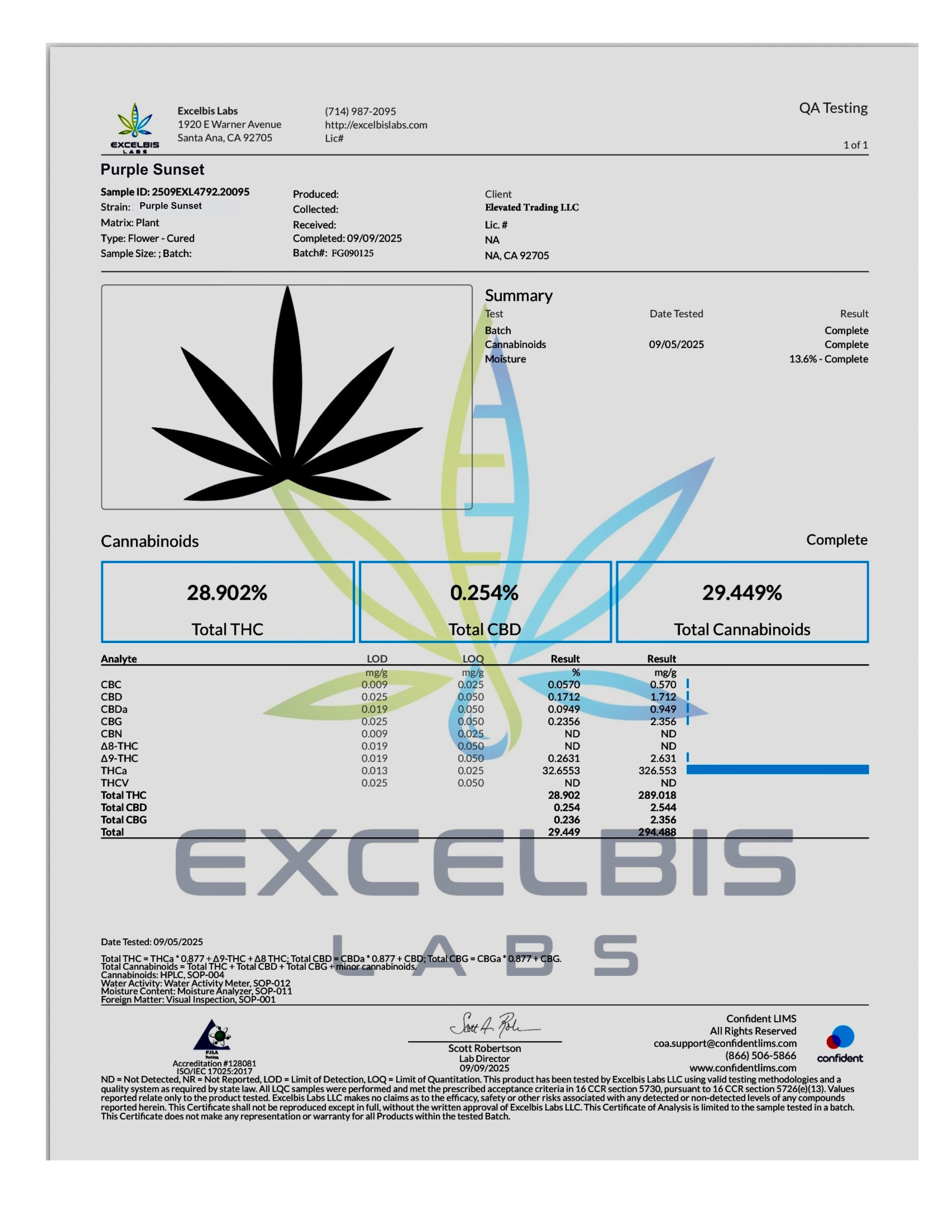 Purple Sunset Flower (Indica)