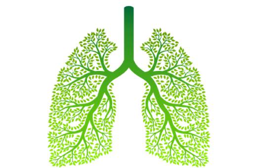 Respiratory Cleanse Formula- (100 Capsules)