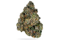 Sherbanger Flower (Hybrid)