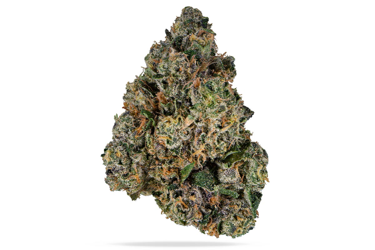 Sherbanger Flower (Hybrid)