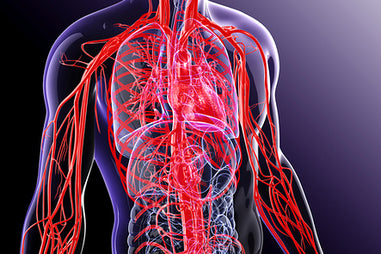 Herbal Farmacy Blood and Body-Cancer & Lymphatic Formula